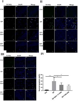 The Role of the Negative Regulation of Microglia-Mediated Neuroinflammation in Improving Emotional Behavior After Epileptic Seizures